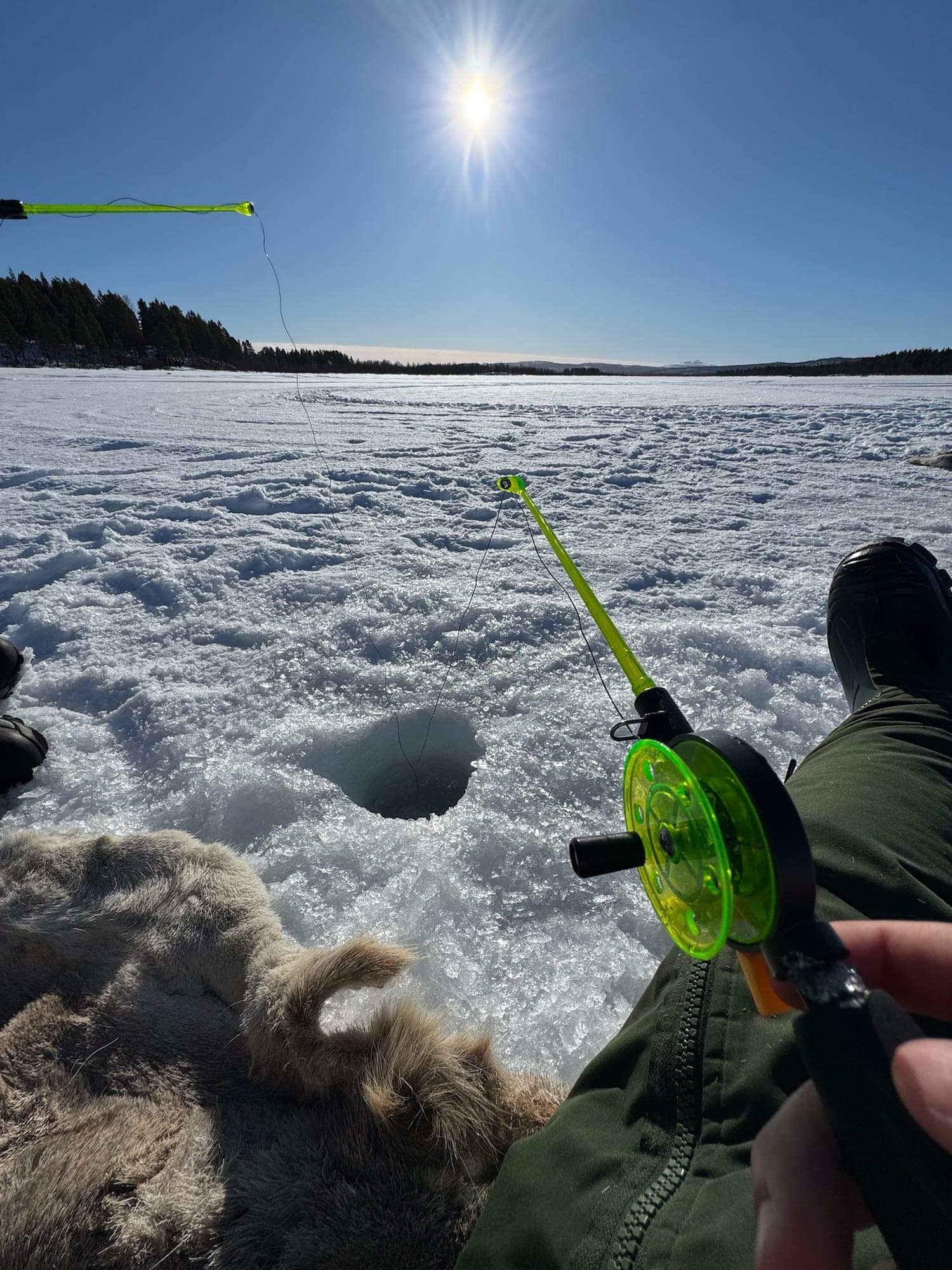 Looking down at an ice-fishing rod over a hole drilled in a frozen lake, with a fur hide on the ice and pine forest on the far shore